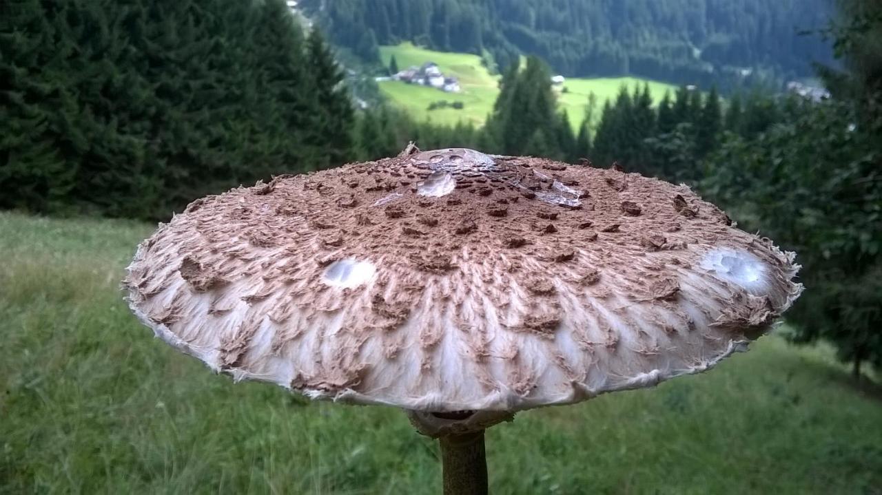 B&B Il Tulipano San Pietro di Cadore Bagian luar foto